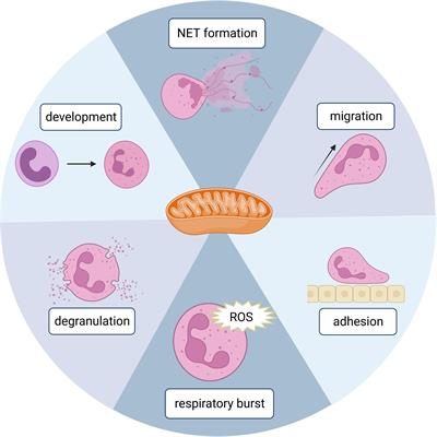 Roles of mitochondria in neutrophils